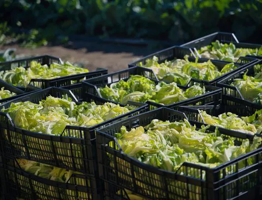 Produzione verdure e ortaggi per la vendita all'ingrosso