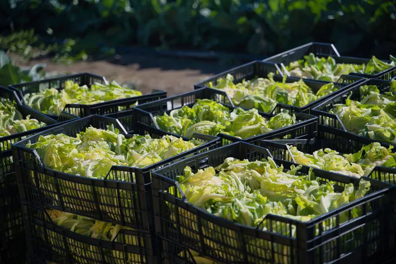 Produzione verdure e ortaggi per la vendita all'ingrosso