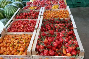 vendita al dettaglio pomodorini datterini a verona