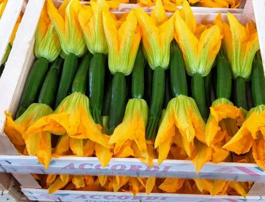 Produzione zucchine a. agricola accordi