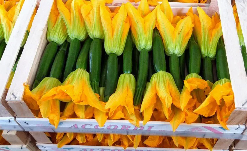 Produzione zucchine a. agricola accordi