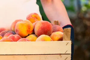 raccolta pesche nettarine az. agricola accordi renato