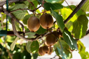 raccolta kiwi az. agricola accordi renato