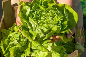 raccolta lattuga az. agricola accordi renato