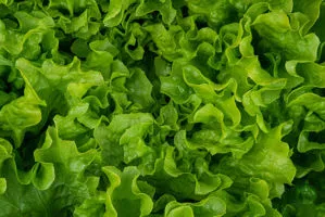 vendita lattuga a verona az. agricola accordi renato