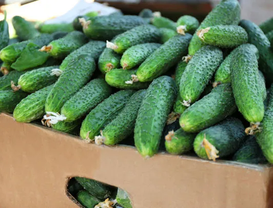 vendita cetrioli all'ingrosso az. agricola accordi renato