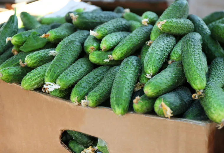 vendita cetrioli all'ingrosso az. agricola accordi renato