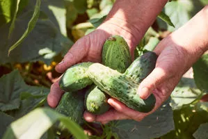coltivazione cetrioli verona az. agricola accordi