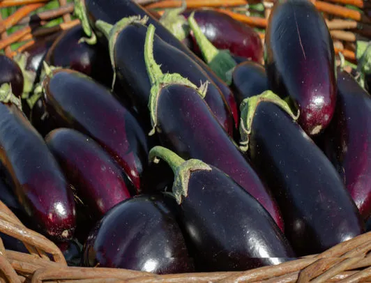 vendita melanzane all'ingrosso verona az. agricola accordi