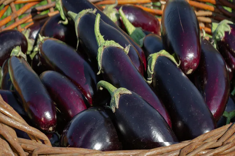 vendita melanzane all'ingrosso verona az. agricola accordi