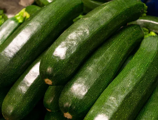 vendita zucchine all'ingrosso az. agricola accordi renato