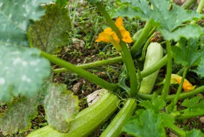 coltivazione zucchine verona az. agricola accordi renato