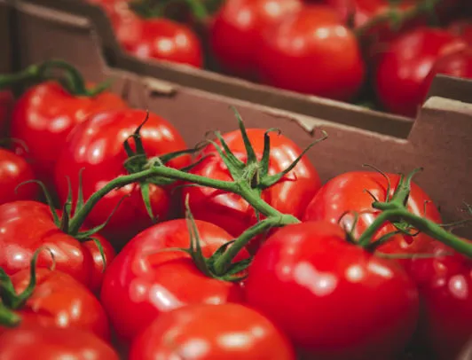 vendita pomodori all'ingrosso az. agricola accordi
