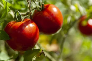 coltivazione pomodori