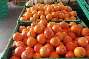 Vendita diretta di frutta a Verona