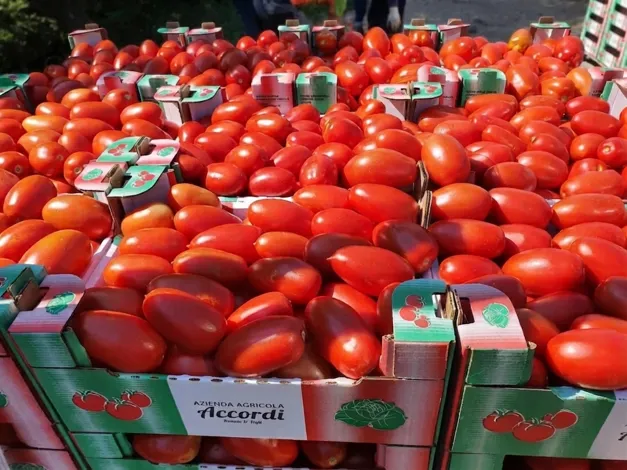 Produzione ortaggi a Verona da Accordi